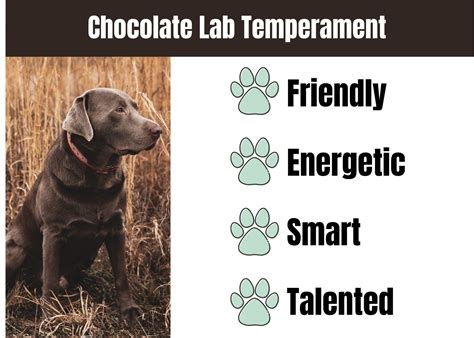 An Introduction to Chocolate Labs - Infinity Pups