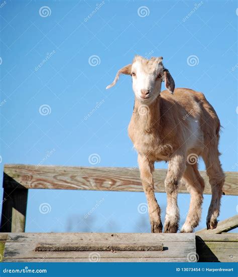 Cute Baby Goat Kid stock photo. Image of funny, happy - 13073454