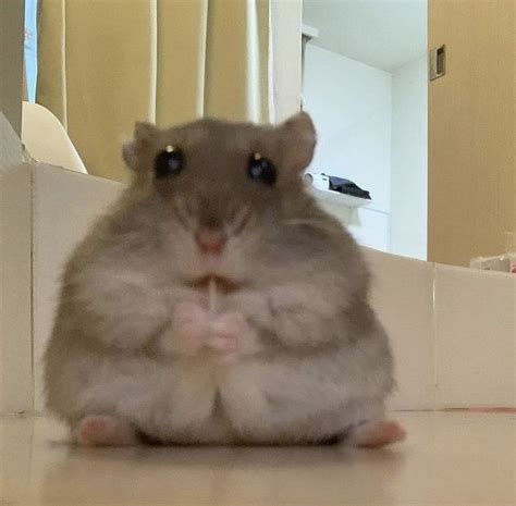 Pin By Fernanda On The Hamster That Beat Me Up Cute Animal Photos