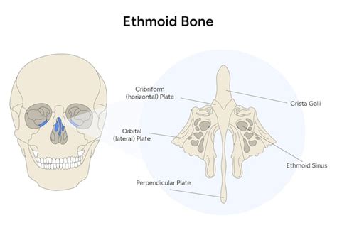 Anatomia crânio humano ilustração osso etmóide em vetorial Vetor