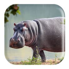 Hippopotamus Sounds for PC / Mac / Windows 7.8.10 - Free Download - Napkforpc.com