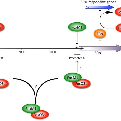 Foxm1 Expression Is Repressed By Foxo3a Foxo3a May Repress Foxm1