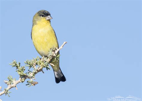 Male Lesser Goldfinch Images - Mia McPherson's On The Wing Photography