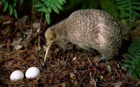 Kiwi Bird Pictures and Eggs - Birds Flight