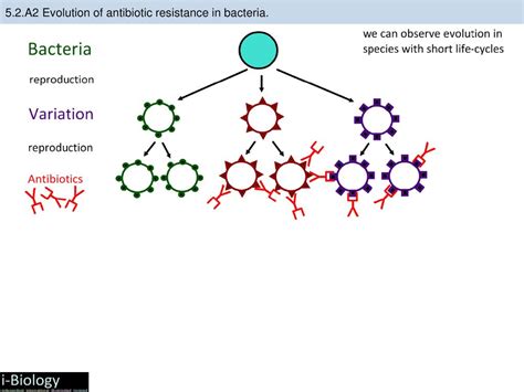 Natural Selection And Antibiotic Resistant Bacteria