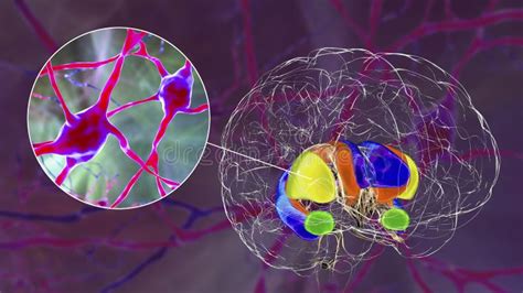 Brain Dorsal Striatum Anatomy, 3D Illustration Stock Illustration ...