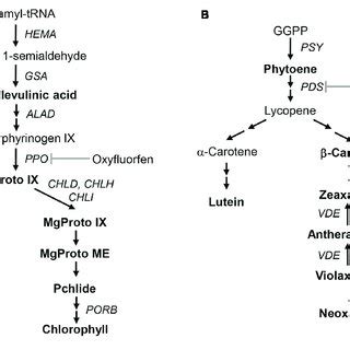 Pathway of chlorophyll synthesis. Dashed arrows represent multiple ...