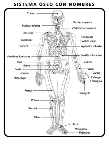 SISTEMA OSEO CON NOMBRES Flipbook By Israel Franco FlipHTML5