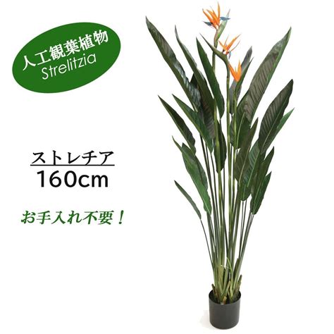 Green Coffret ストレチア160cm 人工観葉植物 フェイクグリーン インテリアグリーン Ri 025gr【別送品】 花