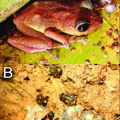 Predation Of Rhinophrynus Dorsalis Mexican Burrowing Frog By