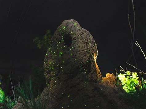 Bioluminesc Ncia Come A Hoje No Parque Nacional Das Emas Prefeitura