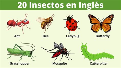 Nombres De Insectos