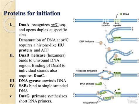 Dna Replication In Prokaryotes Ppt