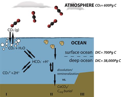 Ocean acidification and the “short term“ marine carbon cycle | IEDRO