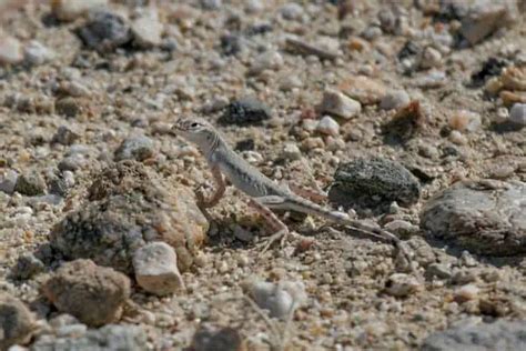 20 Species Of Lizards In California Pictures Wildlife Informer