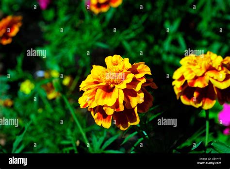 Scottish Marigolds Hi Res Stock Photography And Images Alamy