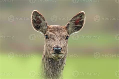 one Portrait of a red deer doe Cervus elaphus in a meadow 27827462 ...