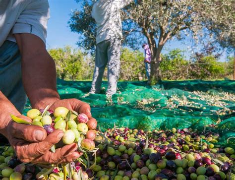 Olivier Culture Et Utilisation Des Olives