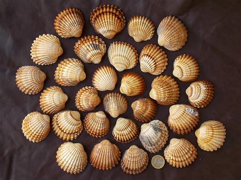 30 Atlantic Giant Cockle Shells Lot Big Clam Shells Bulk Etsy