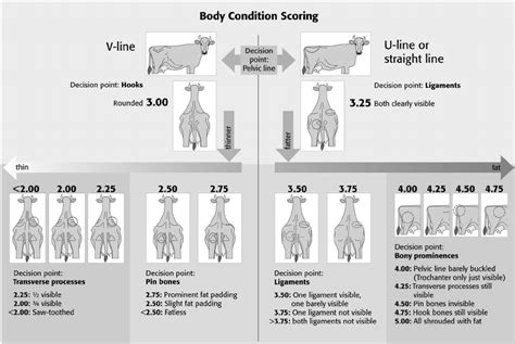 Body Condition Scoring System Of Ivemeyer Et Al 2006 Modi Fi Ed