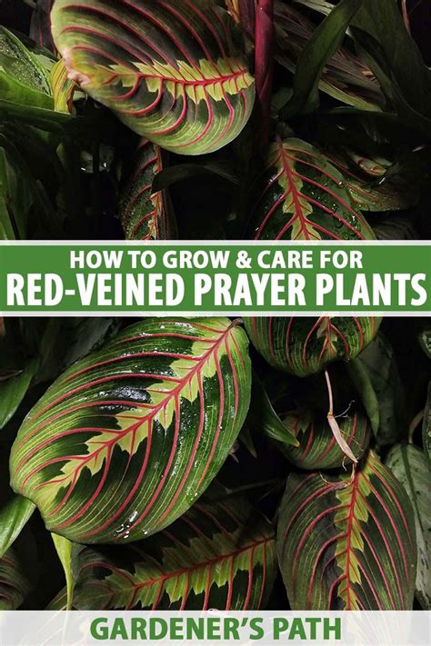 How To Grow Red Veined Prayer Plant Gardeners Path Prayer Plant