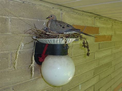 How To Keep Birds From Building Nest On Porch Light Storables