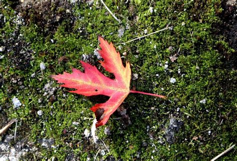 Autumn Fantasies Autumn Paintings With Bright Red Berries And Yellow