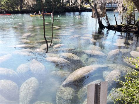 How Is Red Tide Affecting Manatees And What We Can Do To Help