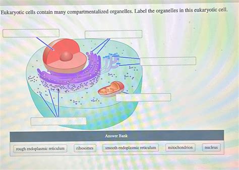 Solved Eukaryotic Cells Contain Many Compartmentalized Chegg