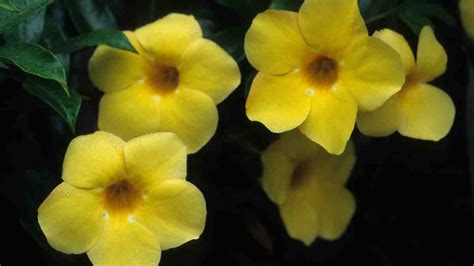 Yellow Trumpet Vine: How to Grow and Care