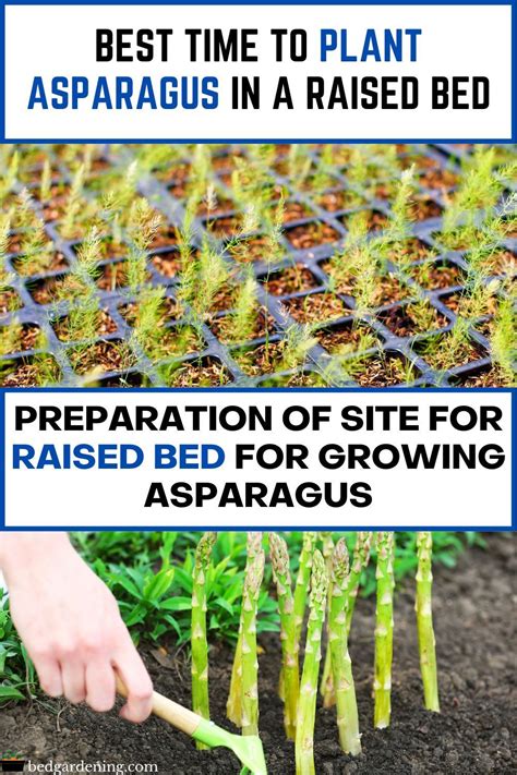 Best Times To Plant Asparagus In Raised Bed Asparagus Garden