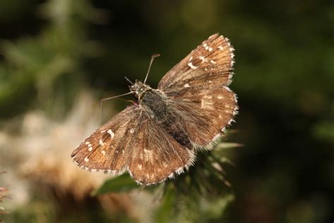 Oberthür s grizzled skipper from 97291 Thüngersheim Deutschland on