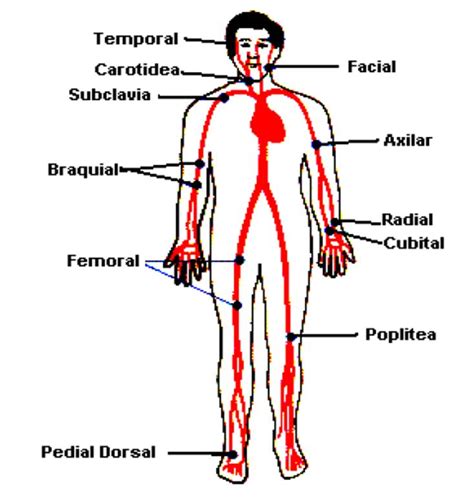 4 Concepto Y CaracterÍsticas Del Pulso Arterial Frecuencia Cardiaca Signos Vitales Signos