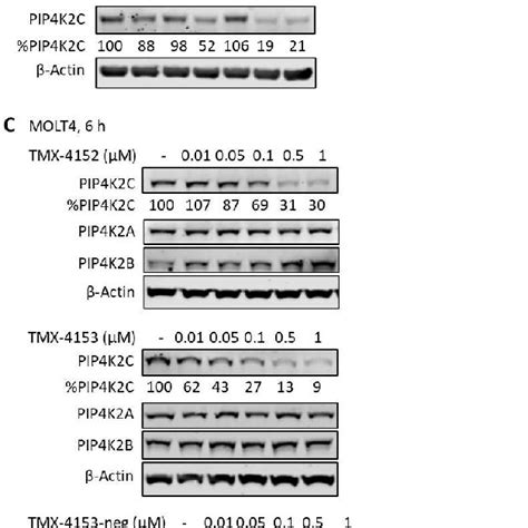 Immunoblot Analysis Of PIP4K2A PIP4K2B And PIP4K2C A Immunoblot