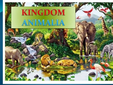 Kingdom Animalia Riset