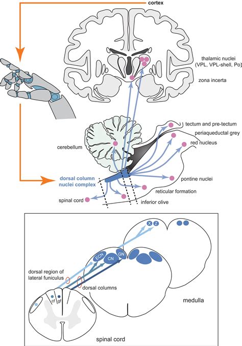 Frontiers Restoring Somatosensation Advantages And Current