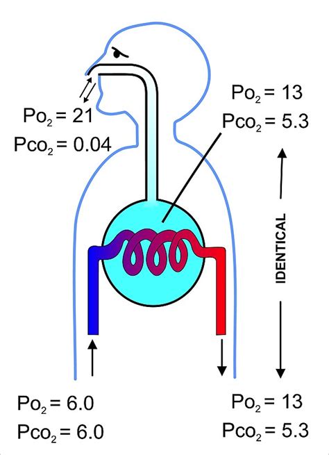 gas exchange wikipedia