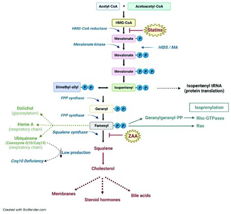 Schematic Representation Of The Metabolic Pathway Of Cholesterol