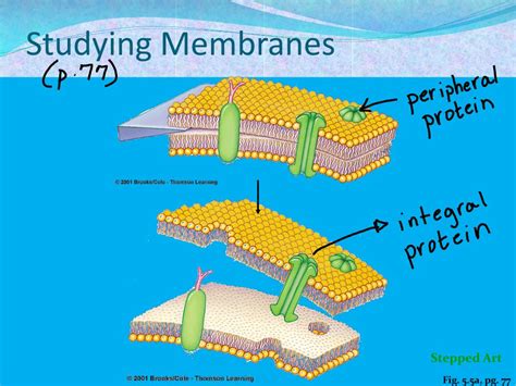 Ppt Ch 5 Cell Membrane And Transport Powerpoint Presentation Free Download Id 2152400