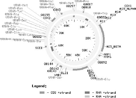 Scheme Of Saccharomyces Cerevisiae Mitochondrial Genome From