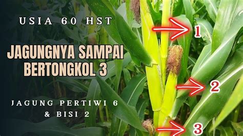 60 HST JAGUNG PERTIWI 6 BISI 2 Jagung Pertanian Banggajadipetani