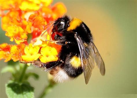 Bumble Bee - Facts, Pictures, Diet, Lifecycle, Appearance, Breeding ...