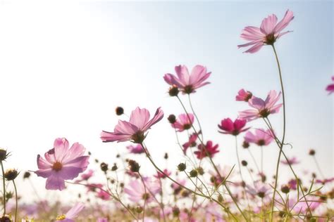 Kostenlose foto Natur Ast blühen Wiese Kosmos Blume Blütenblatt