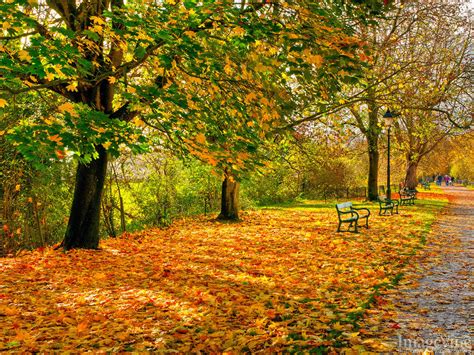 Autumn Dreams Backgrounds Imagevine