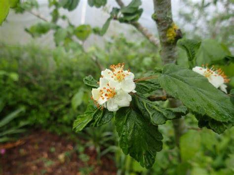 28 Thriving Plants for Clay Soil and Full Sun (Pictures) – Food Forest ...