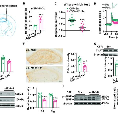 Major NGF signaling pathways in neurons. Signals emanating from NGF ... 