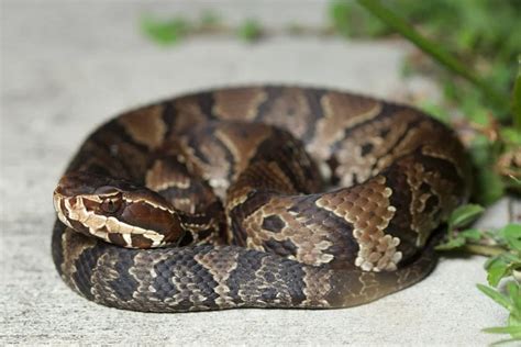 Venomous Snakes In Michigan (Poisonous & Deadly Species)