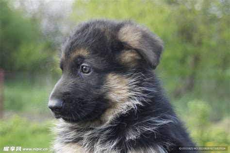 德国牧羊犬摄影图 家禽家畜 生物世界 摄影图库 昵图网nipic