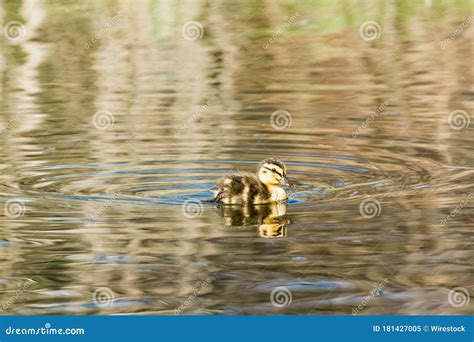 Cute Baby Duck Swimming in the Lake during Daytime Stock Image - Image ...