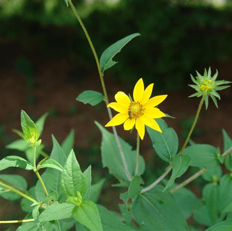 Helianthus divaricatus from NVK Nurseries